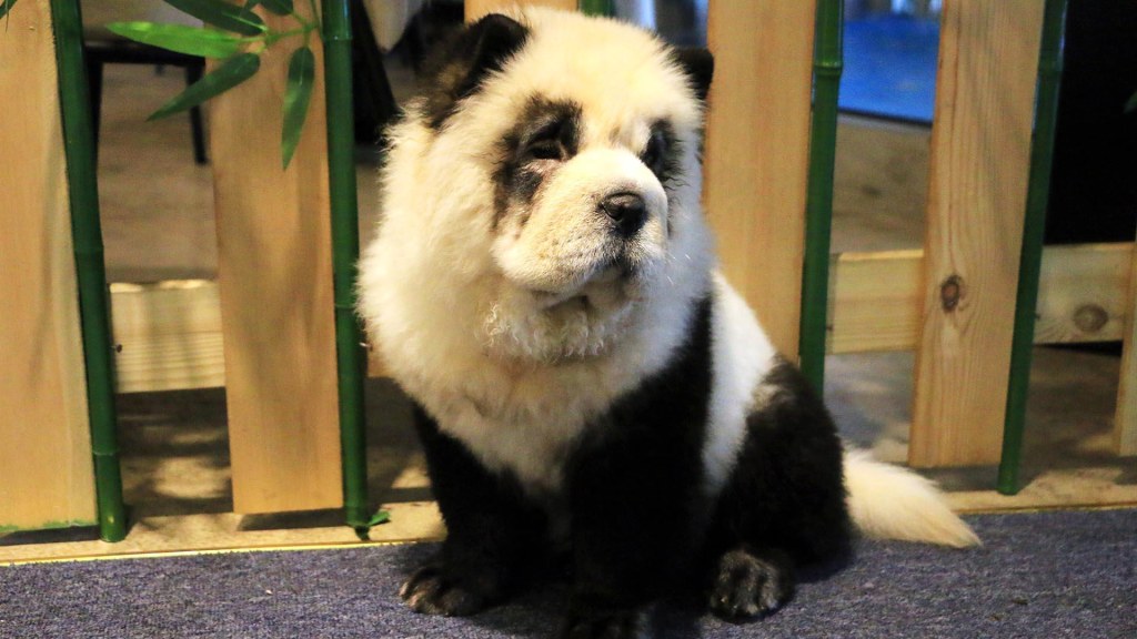 Pet cafe dyes chow chow pups to resemble pandas in Chengdu China
