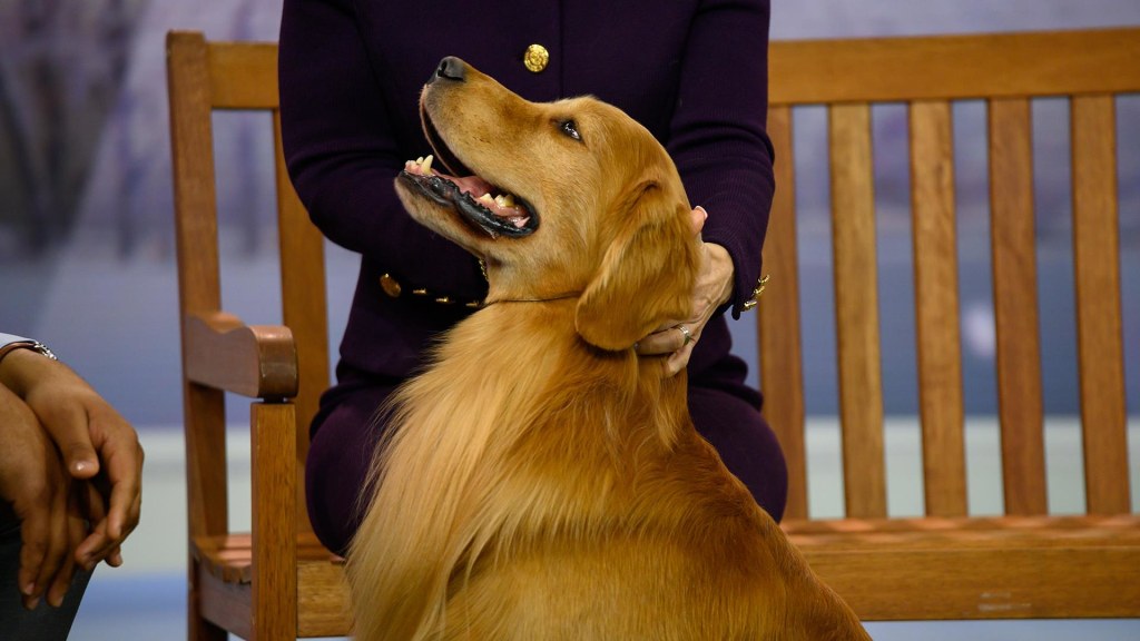 Westminster golden sale retriever 2019