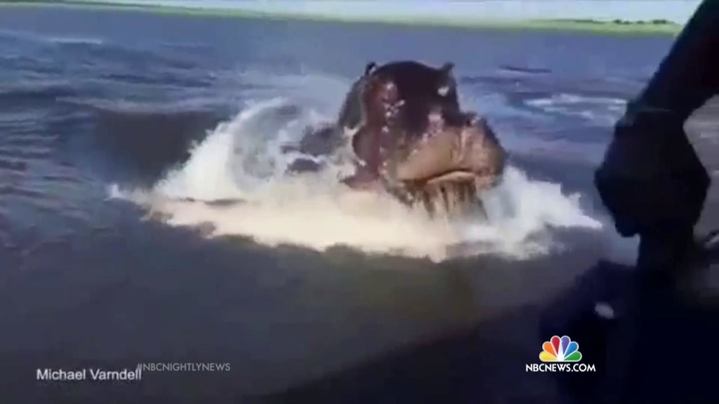ヒッポ海を渡る　7か国　Hippo Goes Overseas Watch Giant Hippo Chase Speedboat in Zambia