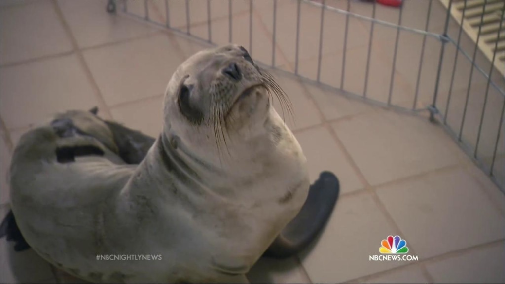 Funny sea lion videos store