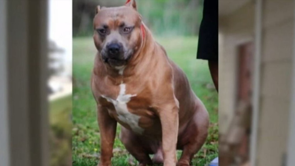 Питбуль бегает. Питбуль терьер кондиция спортивная. Сбежавшая от питбуля. Американский стаффордширский терьер и питбуль разница. Сбежавшая от питбуля.