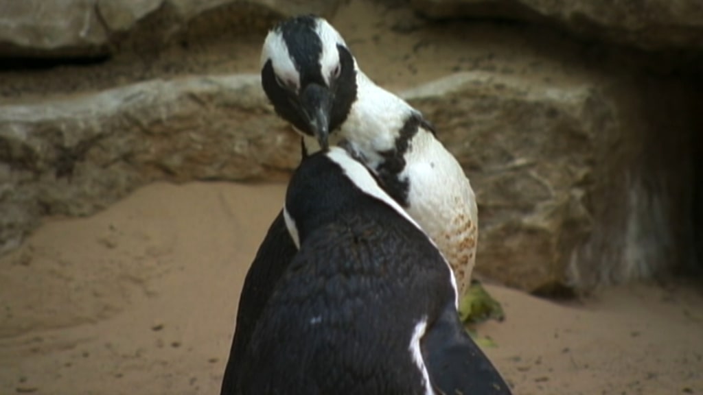 Lesbian' penguins set up love nest