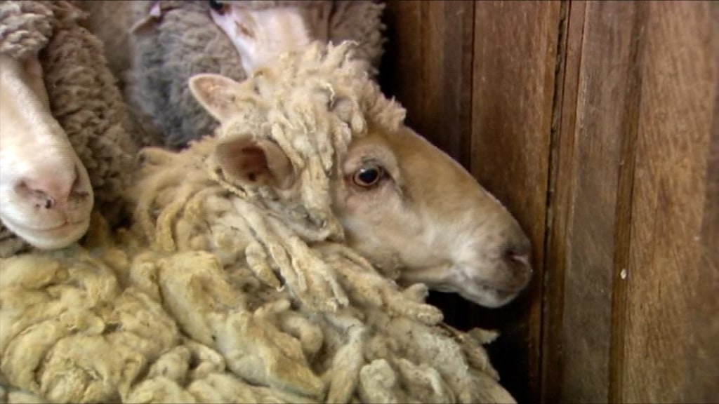 x_lon_sheep_160104.jpg