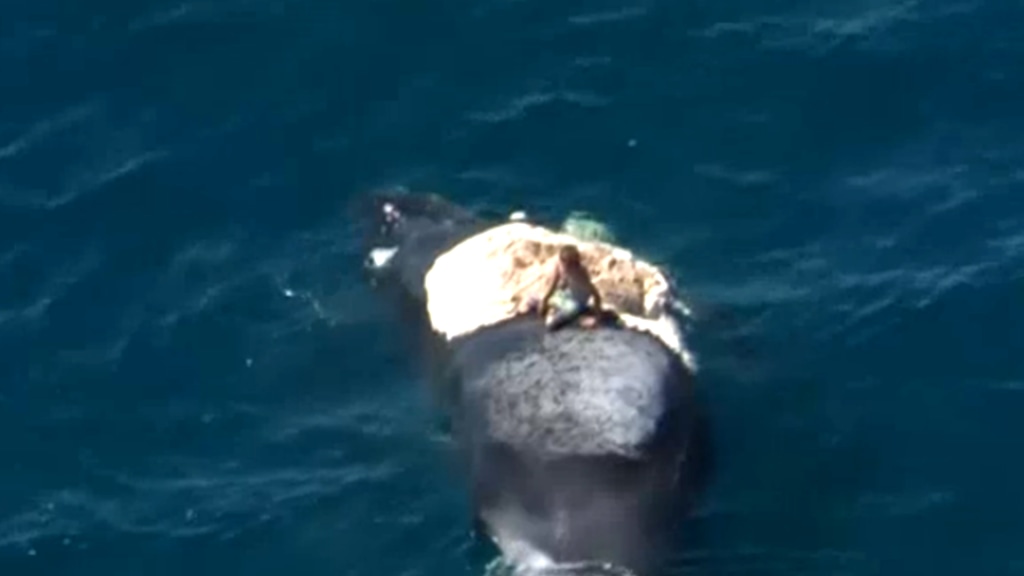 x_lon_whale_141102.jpg