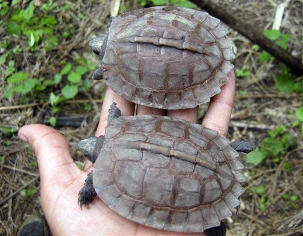 Turtle thought to be extinct seen in Myanmar