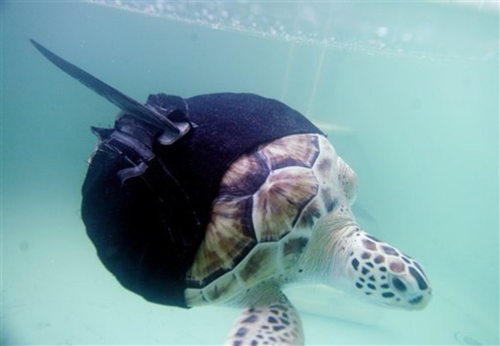 Uni-flipper turtle gets it straight with swimsuit