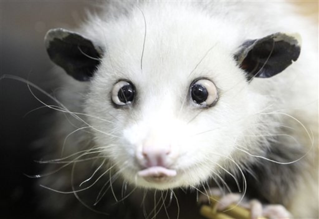 Cross-eyed opossum is huge on Facebook