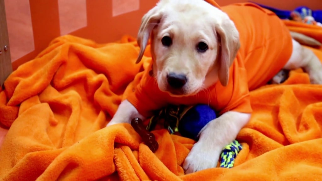 Today show puppy cheap