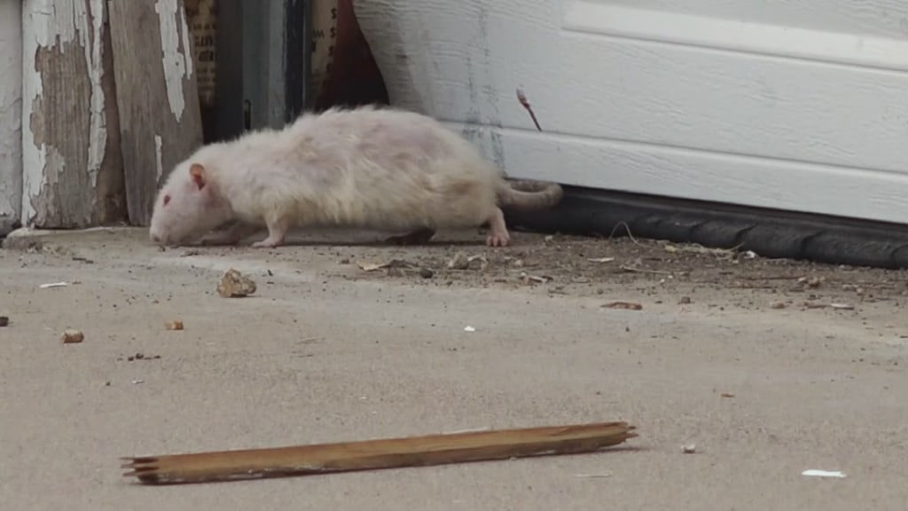 as problem rat report residents Suburban 68260214R01S NEIGHBORHOOD×RATS complaints in increase トップス