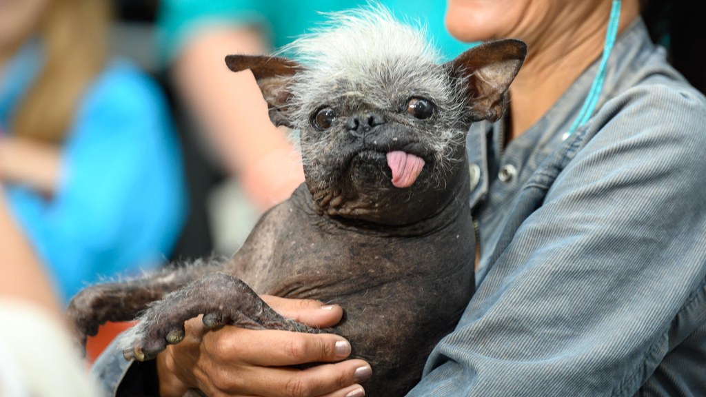 Ugliest dog in the world 2016 new arrivals