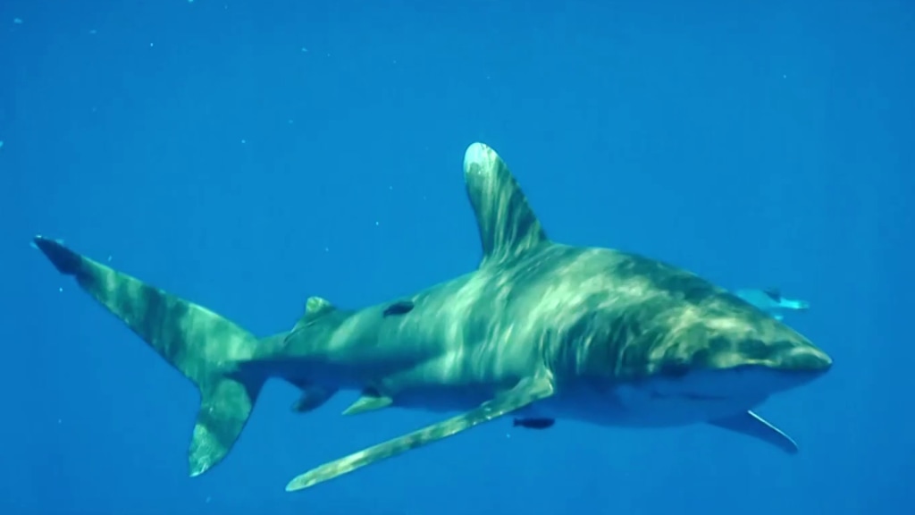 17-year-old attacked by shark after sharks were spotted near the shore days  before