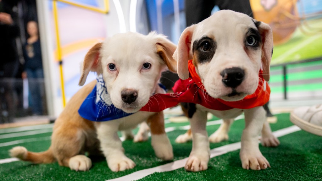 2025 PUPPY BOWL returns to the 21st year of the adoption event
