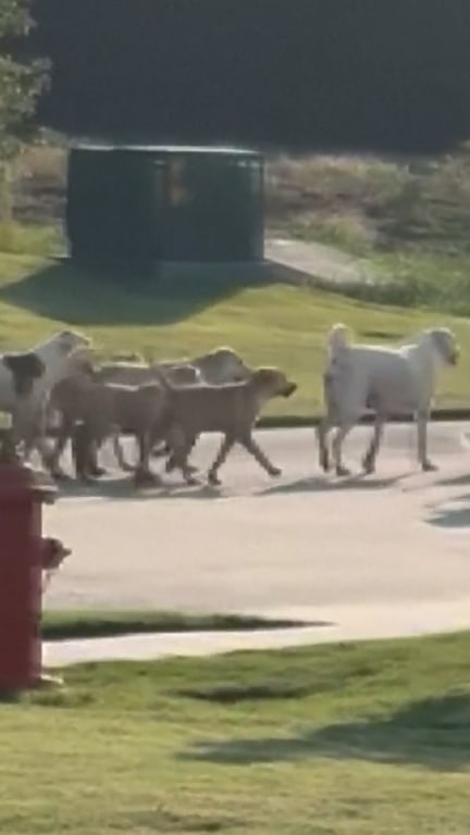 Wild dog pack on the prowl in Texas neighborhood