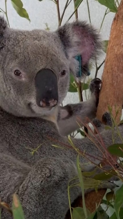 Australia approves first chlamydia vaccine for koalas