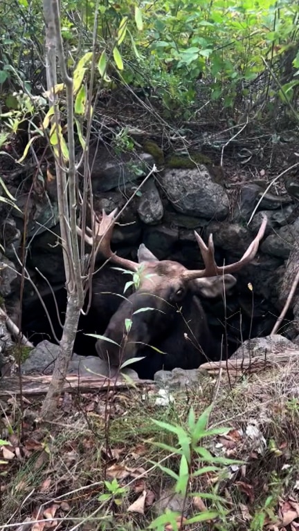 Rescuers save a moose trapped in an open Maine well