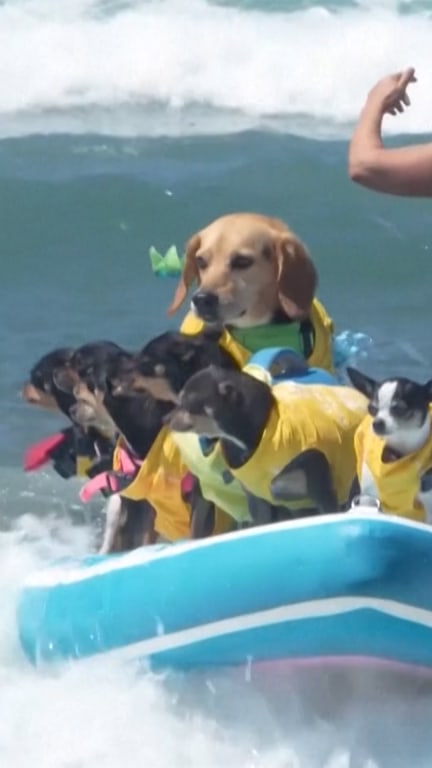 Canines surf waves in California to raise charity money