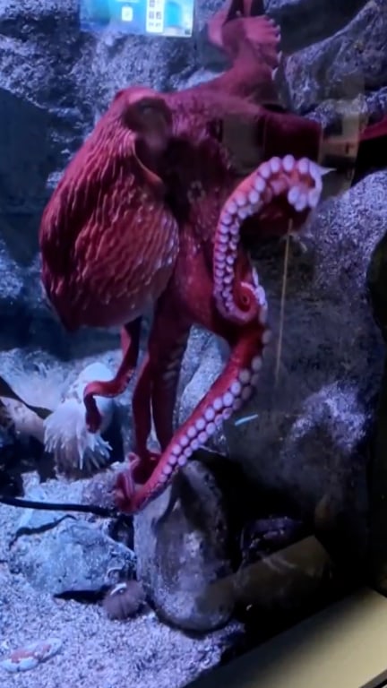 Beloved Giant Pacific octopus enters her final days