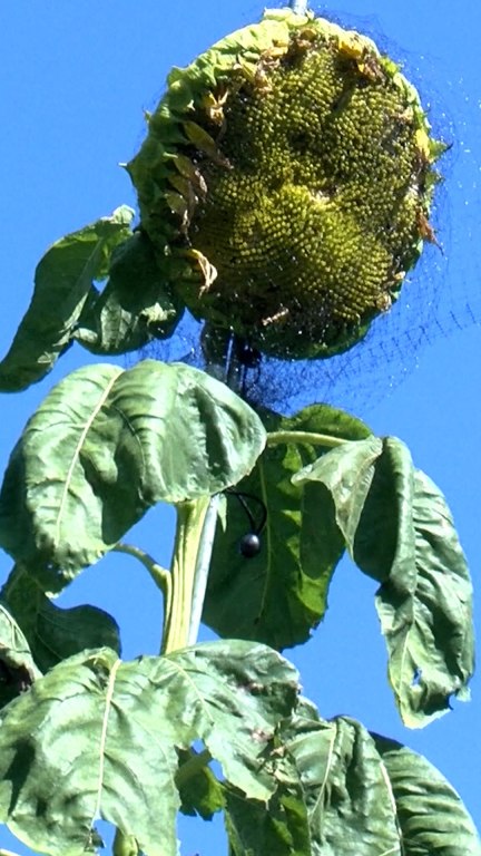 35-foot sunflower in Indiana breaks world record