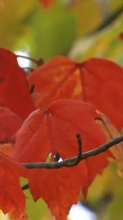Drought impacts fall foliage across states