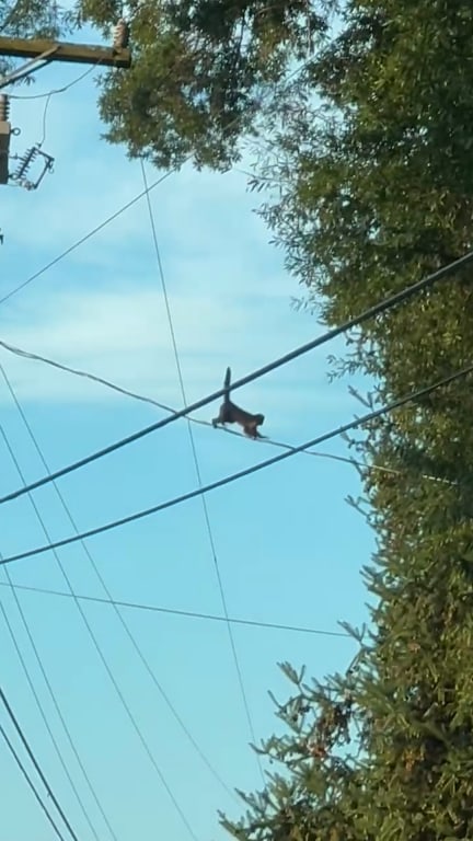 Monkey escapes North Carolina zoo