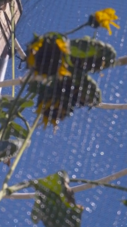 World's tallest sunflower blooms as tribute to Ukraine
