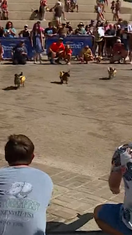 The fight to be the fastest wiener dog in Cincinnati