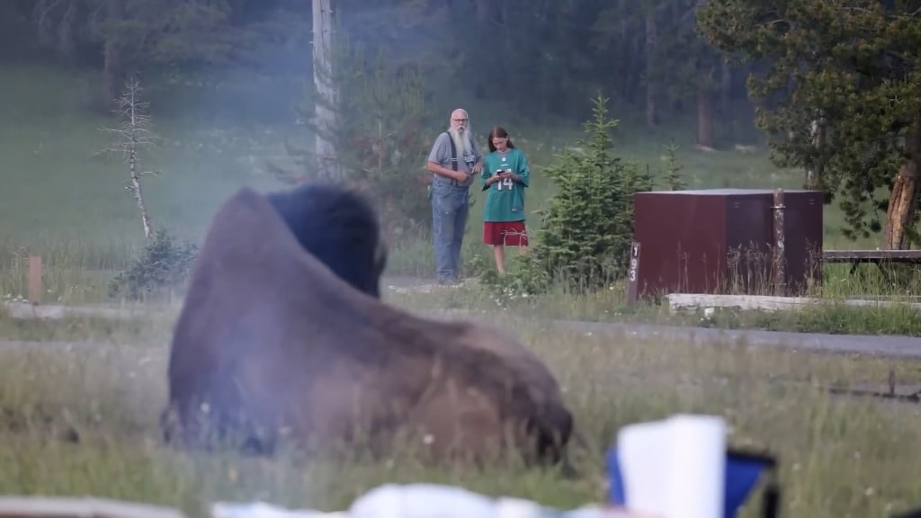 Video captures bison launching man nearly eight feet into the air during attack