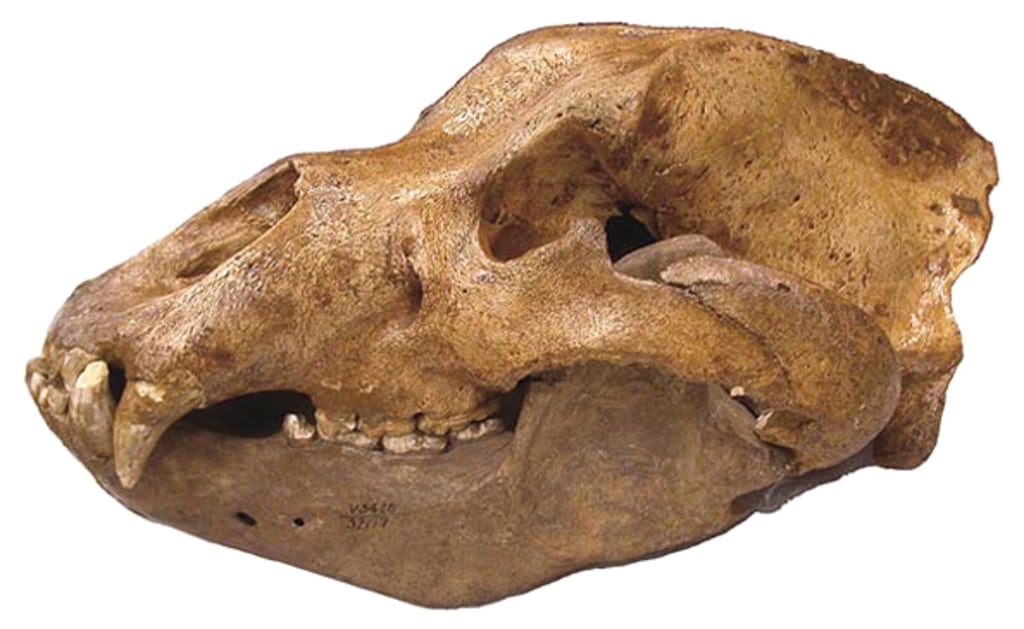 Bear bones. Останки ископаемых людей ЮАР.
