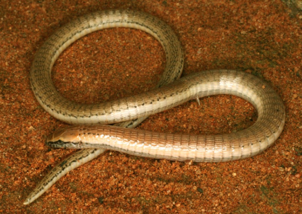 Are Legless Lizards Reptiles