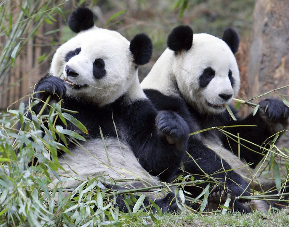 Pandas: Evolution's big fat (adorable) mistake?