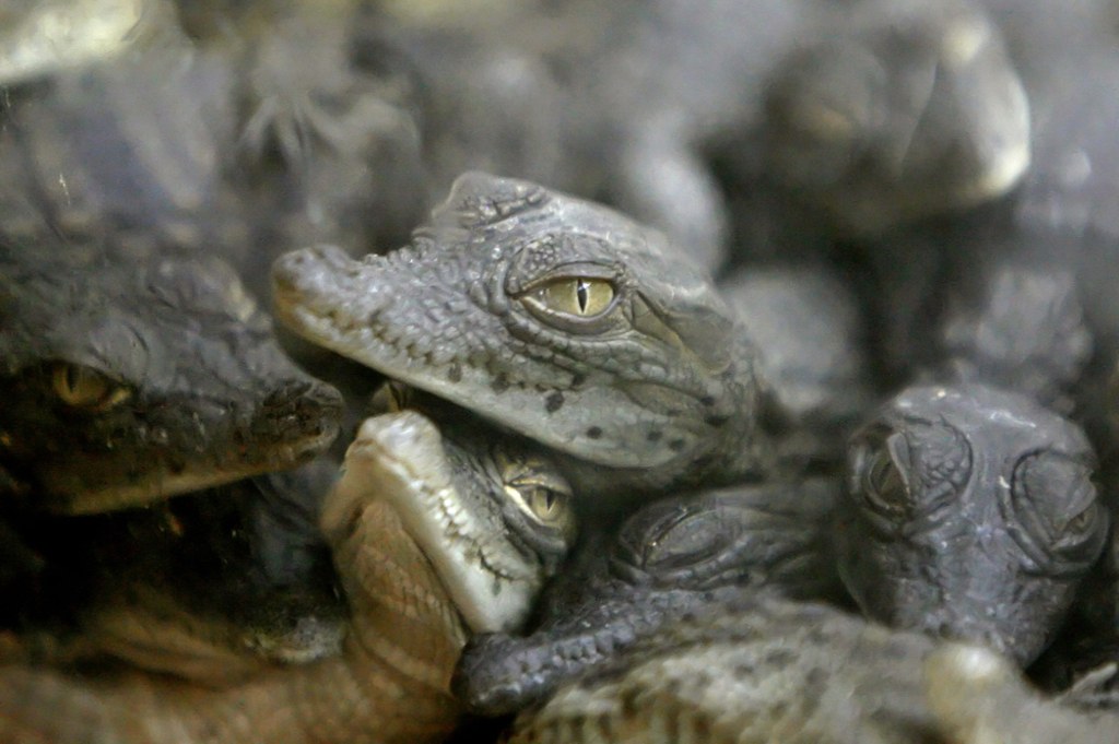 Crocodiles can sense how distressed human babies are from their cries