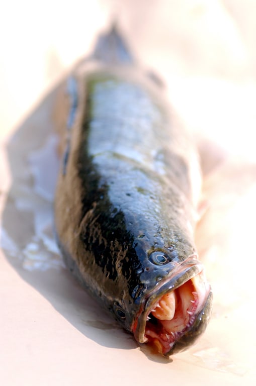 040429_alienfish_vmed12p.jpg