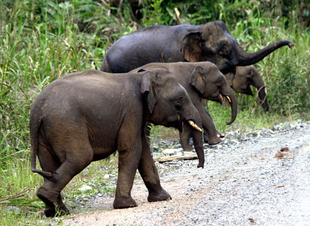 070808_pygmy_hmed_2p.jpg