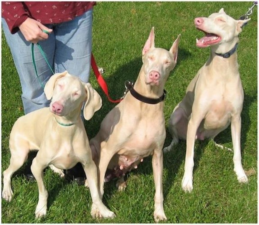 Human Albino Gene Found in Dogs