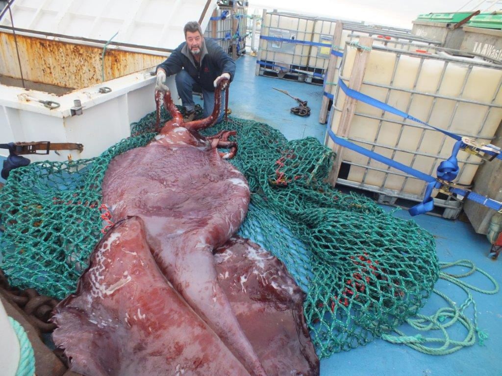 Как выглядит кальмар живой в море