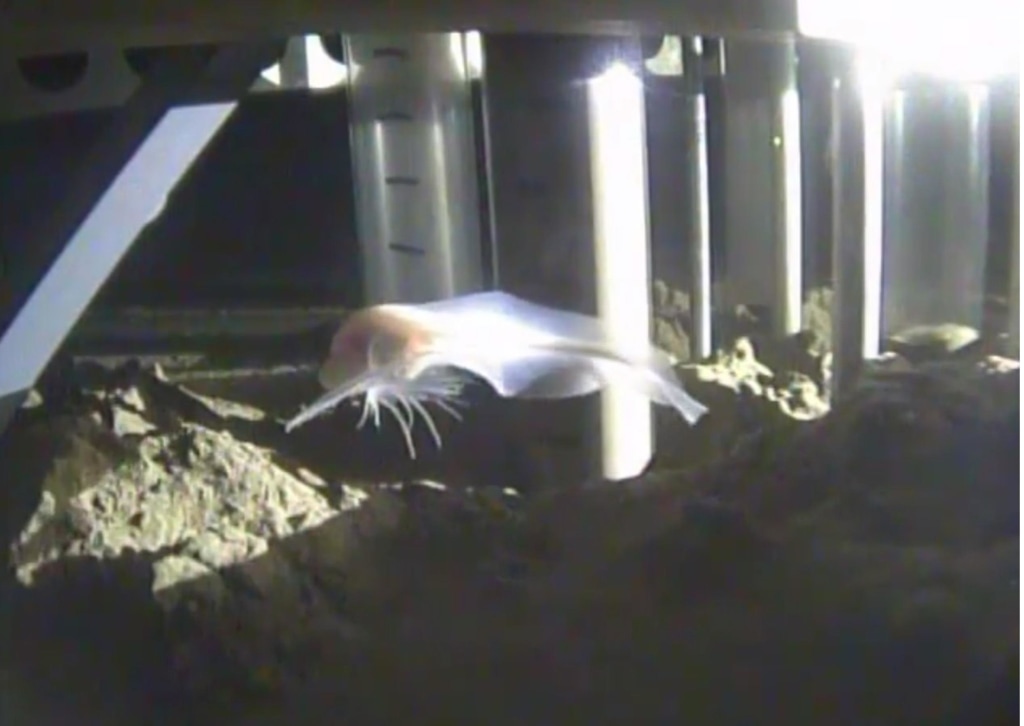 Sea Ghost Scientists Spot Deepest Living Fish In Mariana Trench