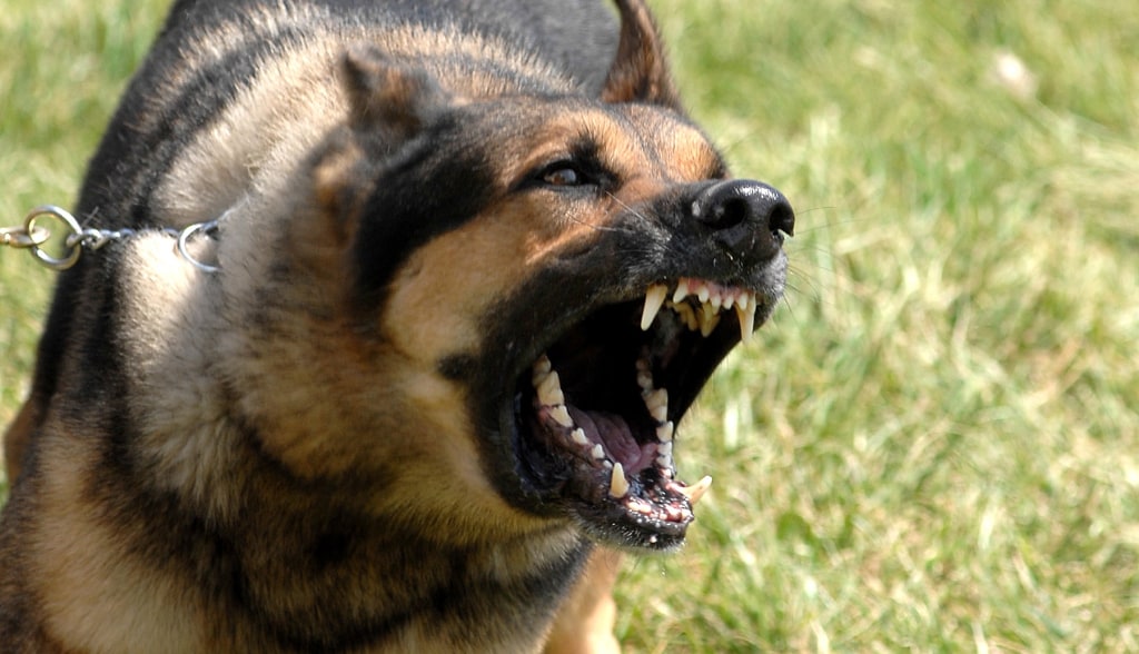 Собака гавкает овчарка видео прикол мем Study Proves It: Dogs Don't Like People Who Are Mean to Their Owners