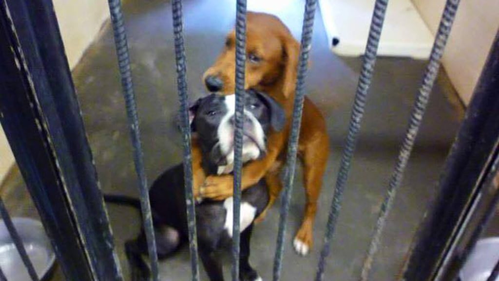 Hug dogs for sale discount