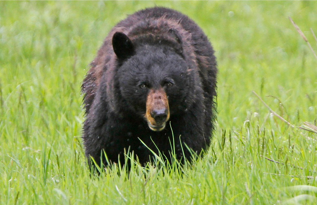 Как выглядит укус медведя Martin Kaszycki, New Jersey Hunter, Admits Staging Fake Scene After Illegal Bear