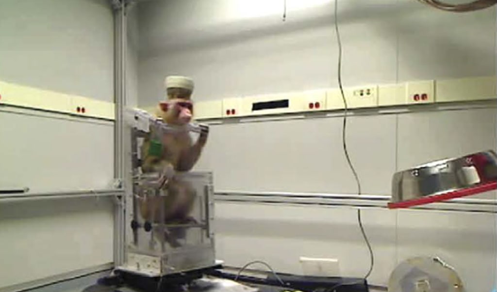 Monkeys With Brain Implants Steer Wheelchairs Using Thought Alone