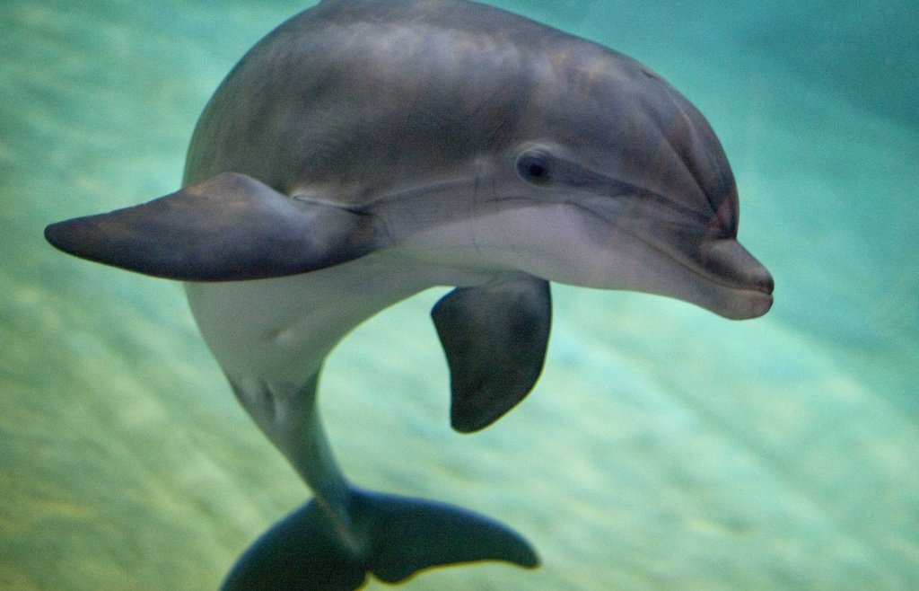 Pin by snuchieB on Random Baby dolphins, Animals wild, Dolphins