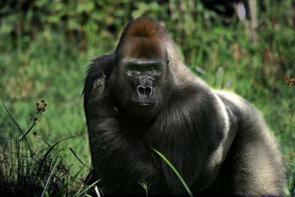 Gorilla