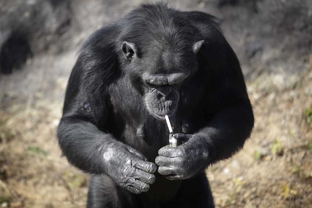 monkey cigarette North Korea's New Star: Azalea the Smoking Chimp at Pyongyang Zoo