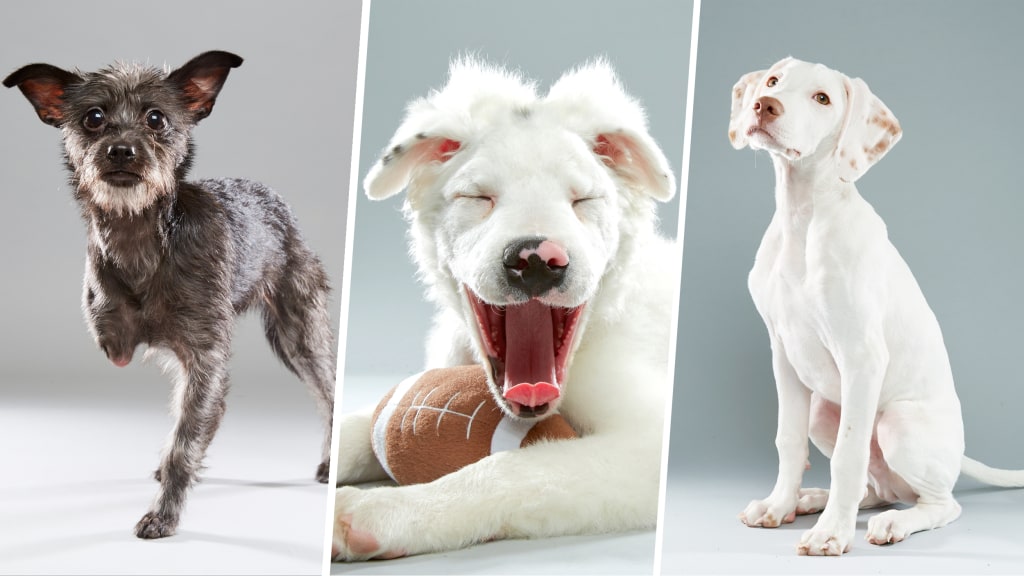 Puppy bowl 2019 dogs top