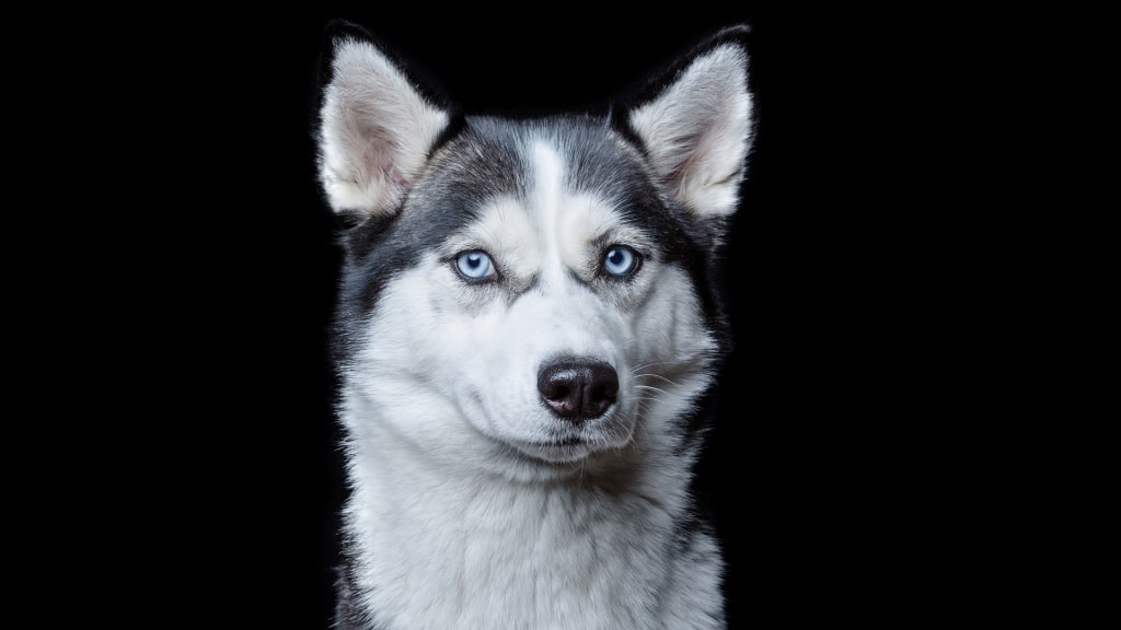Husky shaved deals head