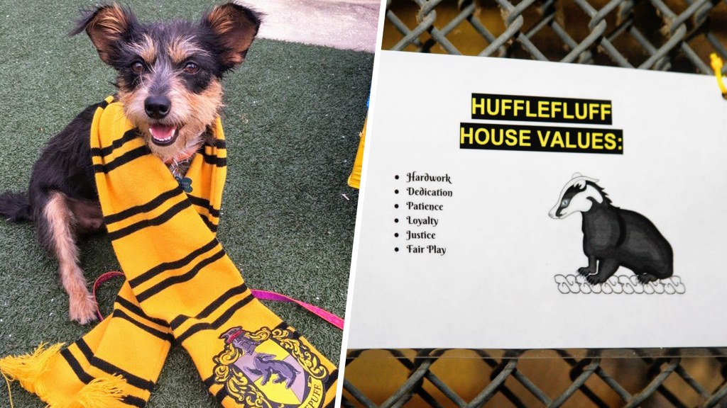 Shelter sorts dogs into 'Harry Potter' houses using personality over breed