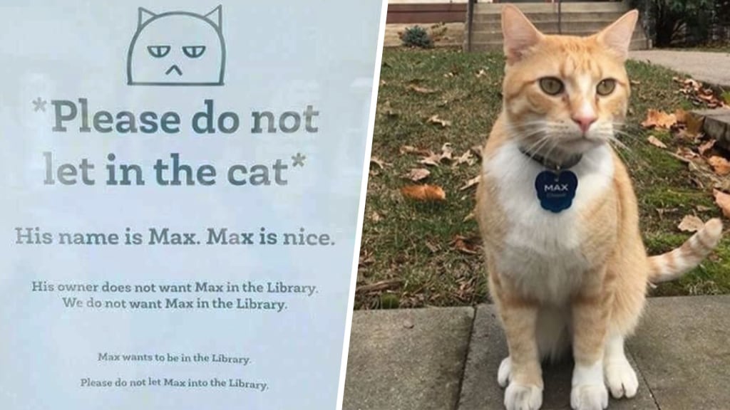 Max the Cat: Where is he now? - The Mac Weekly