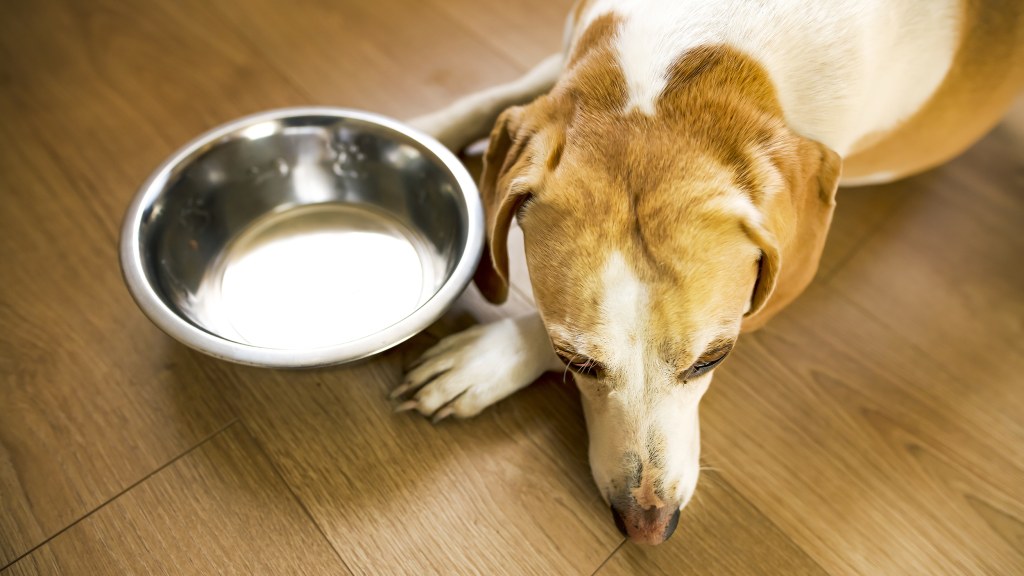Dog Foods That Have Never Had A Recall 15 Brands To Know