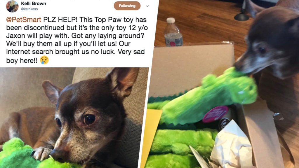 Dog Whose Favorite Toy Is Discontinued
