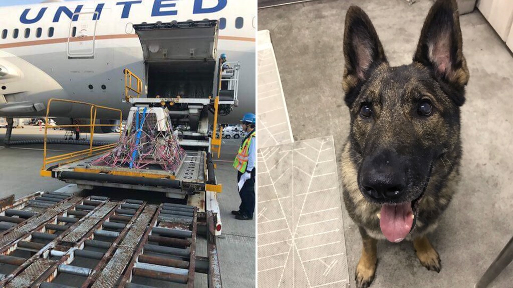 Japan airlines discount dog flight